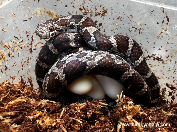 Eastern Milk Snake